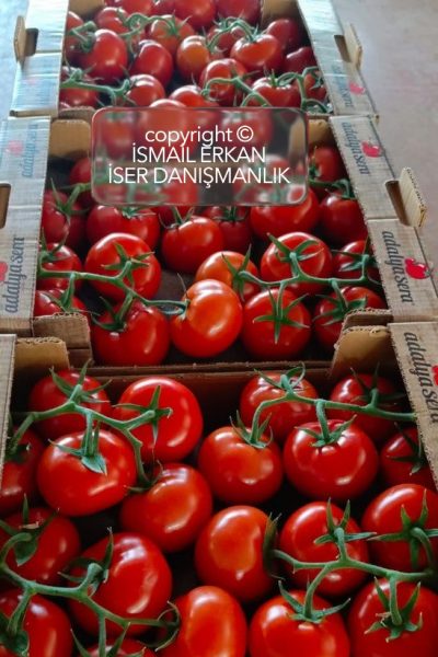 ismail erkan tarımsal danışmanlık