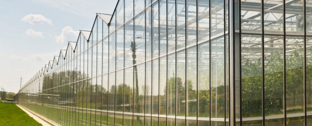 Greenhouses growing vegetables on background sky outdoors